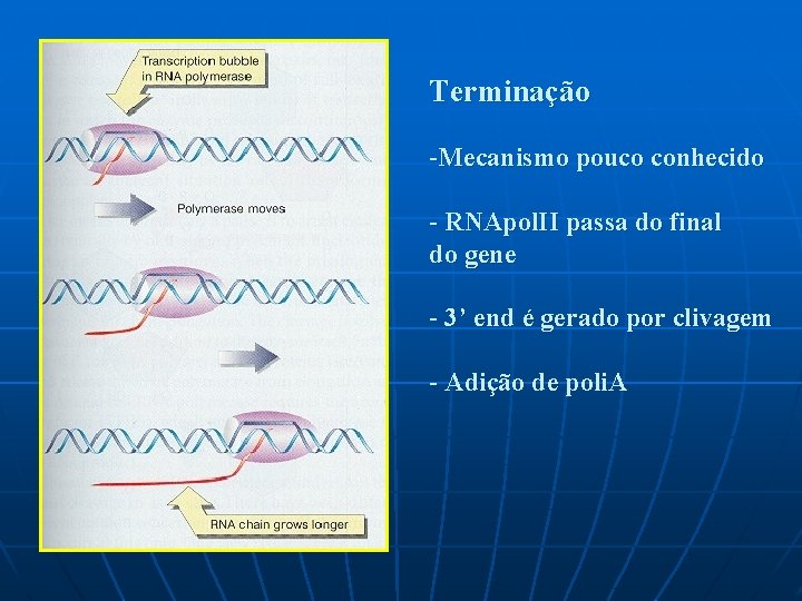 Terminação -Mecanismo pouco conhecido - RNApol. II passa do final do gene - 3’