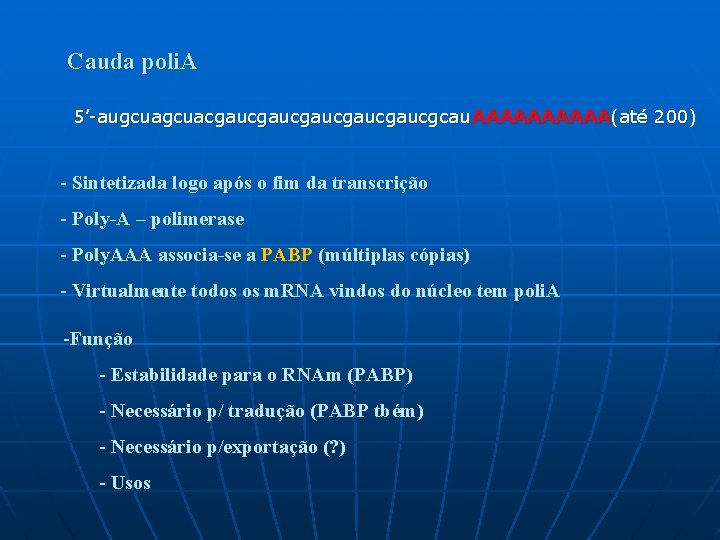 Cauda poli. A 5’-augcuacgaucgaucgaucgcau. AAAAA(até 200) - Sintetizada logo após o fim da transcrição