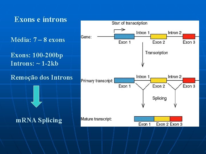 Exons e íntrons Média: 7 – 8 exons Exons: 100 -200 bp Introns: ~