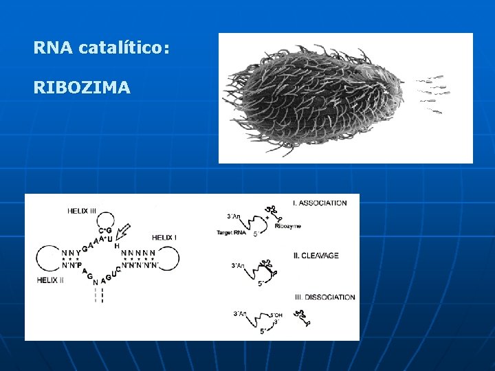 RNA catalítico: RIBOZIMA 