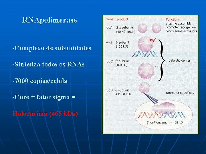 RNApolimerase -Complexo de subunidades -Sintetiza todos os RNAs -7000 cópias/célula -Core + fator sigma