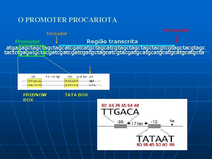 O PROMOTER PROCARIOTA Iniciador Terminador Região transcrita atgagagctagctagcatcgatcatgctagcatcgtagctagctacgtcgtagctacgtagc …………………………………………………………… tactctgagatgctacgatcgatgctagcatcgtacgatgcatgcatgcta Promoter PRIBNOW BOX TATA