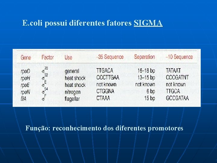 E. coli possui diferentes fatores SIGMA Função: reconhecimento dos diferentes promotores 