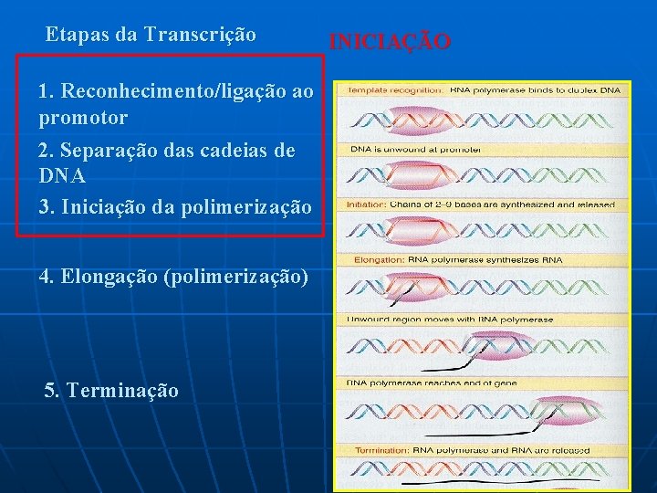 Etapas da Transcrição 1. Reconhecimento/ligação ao promotor 2. Separação das cadeias de DNA 3.