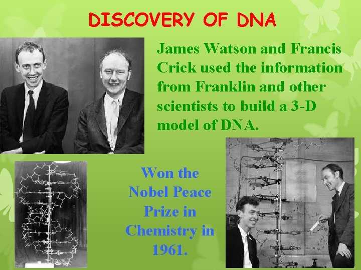 DISCOVERY OF DNA James Watson and Francis Crick used the information from Franklin and