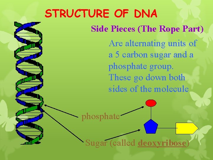 STRUCTURE OF DNA Side Pieces (The Rope Part) Are alternating units of a 5