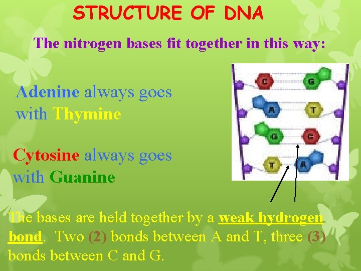 STRUCTURE OF DNA The nitrogen bases fit together in this way: Adenine always goes
