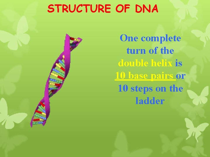 STRUCTURE OF DNA One complete turn of the double helix is 10 base pairs