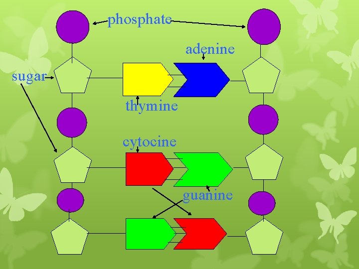 phosphate adenine sugar thymine cytocine guanine 