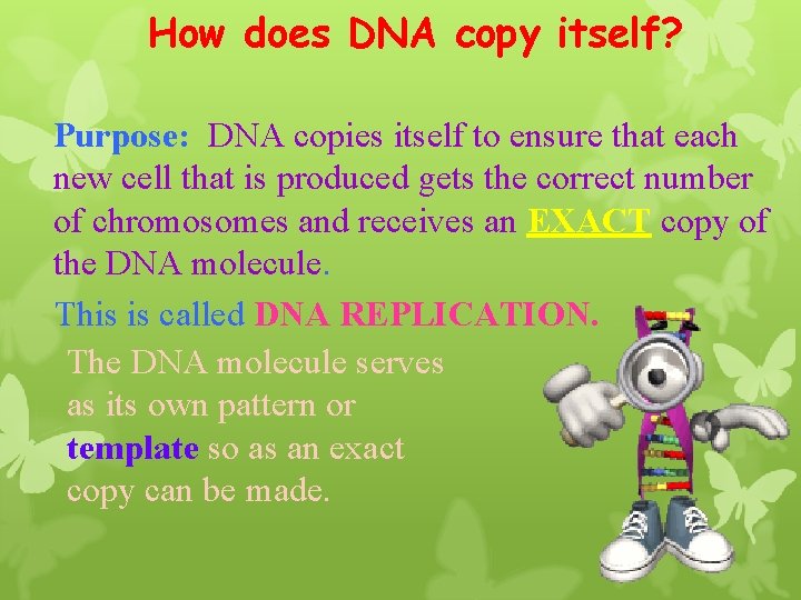 How does DNA copy itself? Purpose: DNA copies itself to ensure that each new