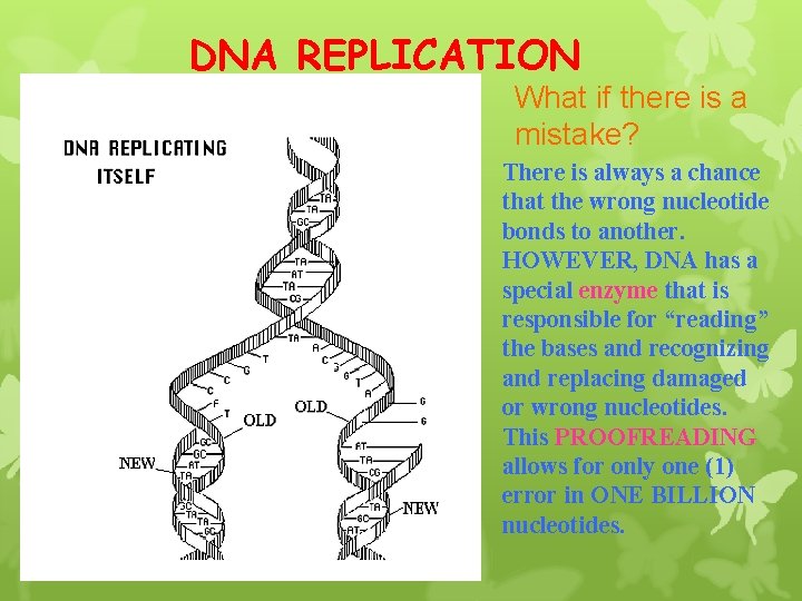 DNA REPLICATION What if there is a mistake? There is always a chance that