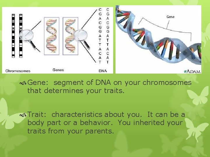  Gene: segment of DNA on your chromosomes that determines your traits. Trait: characteristics