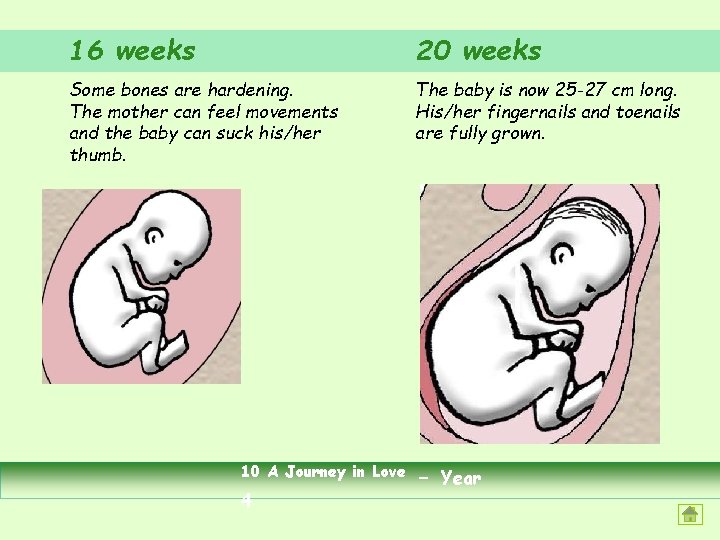 16 weeks 20 weeks Some bones are hardening. The mother can feel movements and