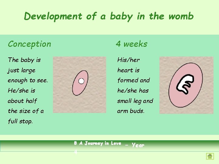 Development of a baby in the womb Conception 4 weeks The baby is His/her