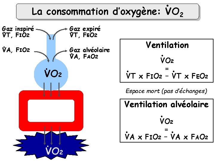 . La consommation d’oxygène: VO 2 Gaz inspiré VT, FIO 2 Gaz expiré VT,