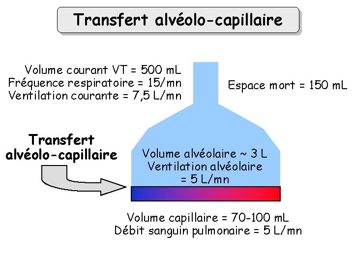 Transfert alvéolo-capillaire Volume courant VT = 500 m. L Fréquence respiratoire = 15/mn Ventilation