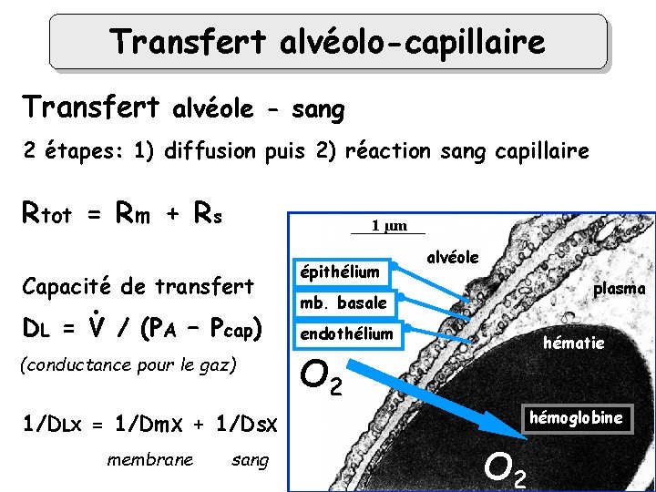 Transfert alvéolo-capillaire Transfert alvéole - sang 2 étapes: 1) diffusion puis 2) réaction sang