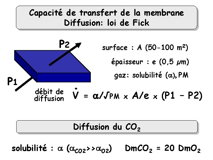 Capacité de transfert de la membrane Diffusion: loi de Fick P 2 surface :