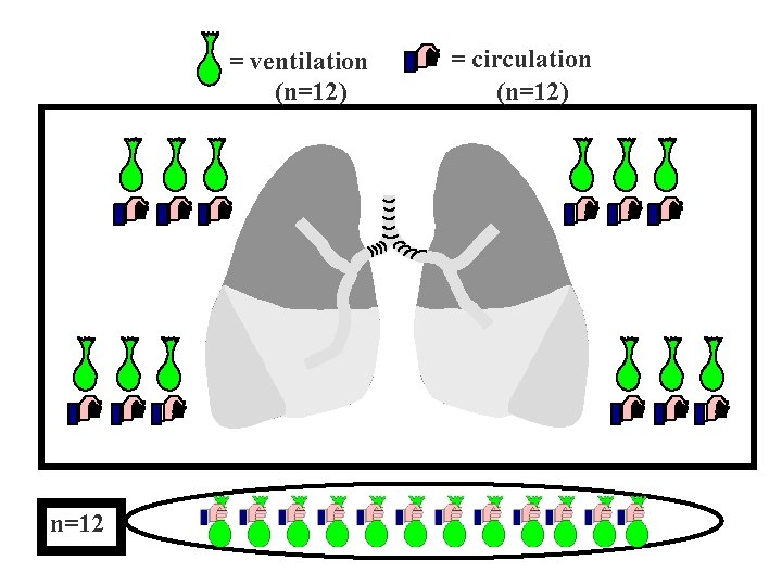 = ventilation (n=12) n=12 = circulation (n=12) 