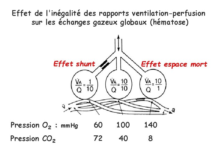 Effet de l'inégalité des rapports ventilation-perfusion sur les échanges gazeux globaux (hématose) Effet shunt