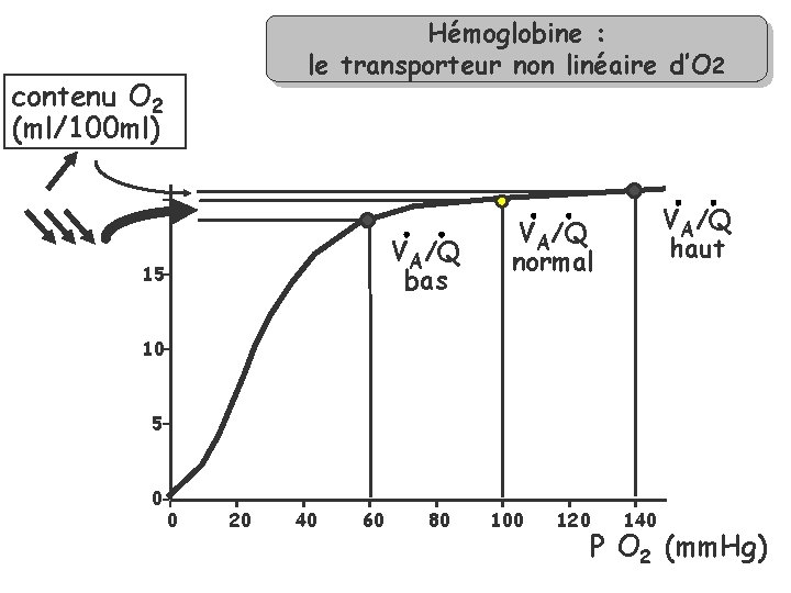 Hémoglobine : le transporteur non linéaire d’O 2 contenu O 2 (ml/100 ml) VA/Q