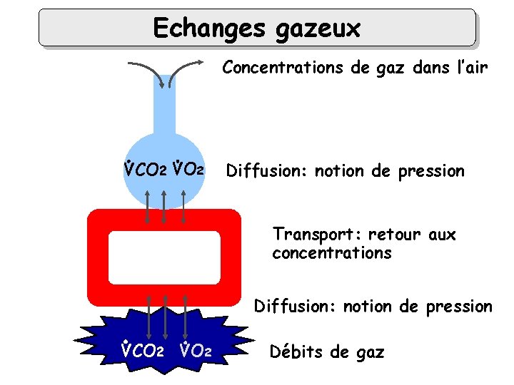 Echanges gazeux Concentrations de gaz dans l’air VCO 2 VO 2 alvéole Diffusion: notion