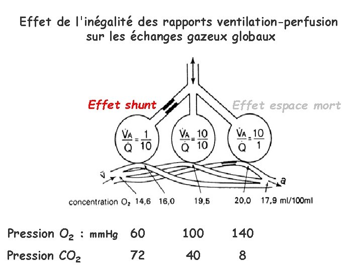 Effet de l'inégalité des rapports ventilation-perfusion sur les échanges gazeux globaux Effet shunt Effet