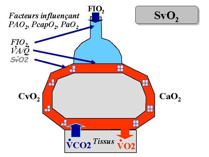 Facteurs influençant PAO 2, Pcap. O 2, Pa. O 2 FIO 2 Sv. O