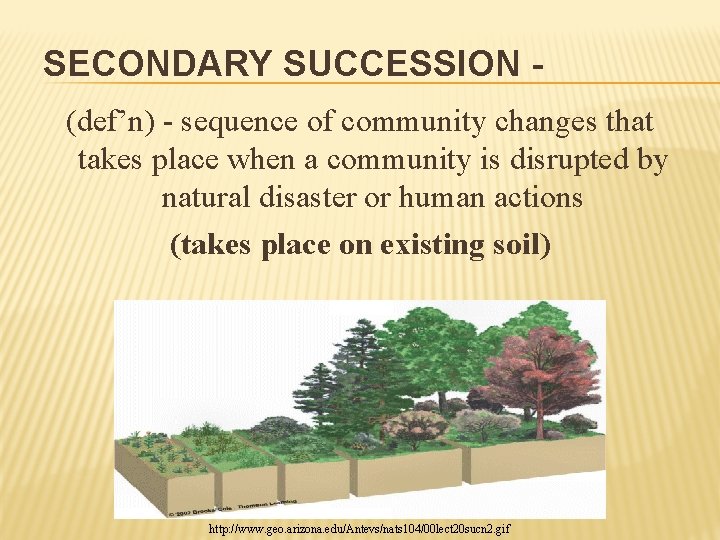 SECONDARY SUCCESSION (def’n) - sequence of community changes that takes place when a community