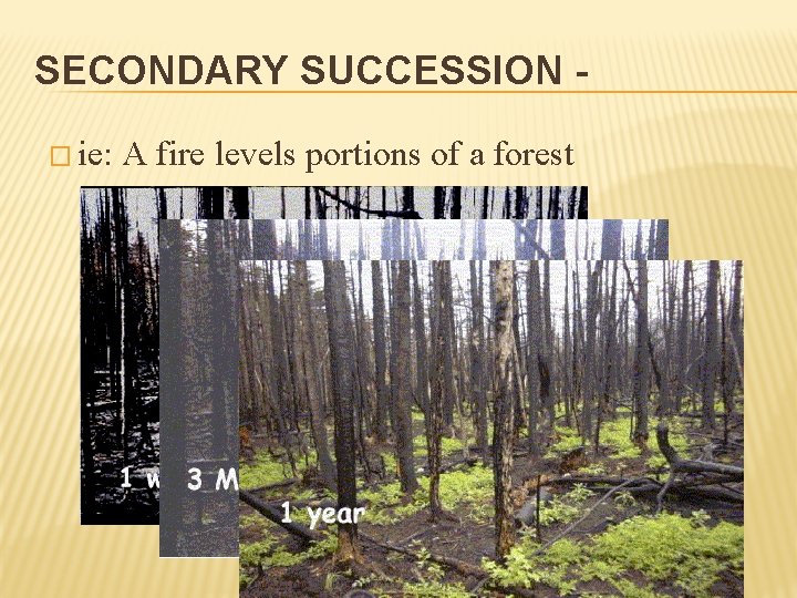 SECONDARY SUCCESSION � ie: A fire levels portions of a forest 