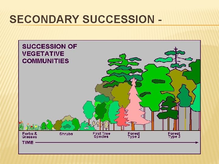SECONDARY SUCCESSION - 