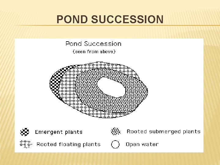POND SUCCESSION 
