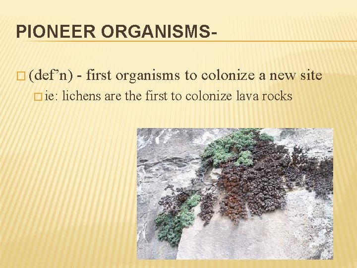 PIONEER ORGANISMS� (def’n) � ie: - first organisms to colonize a new site lichens