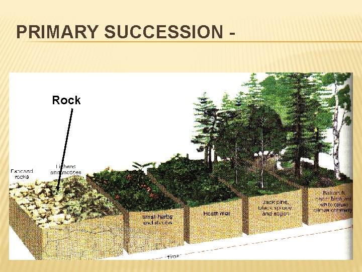 PRIMARY SUCCESSION - Rock 