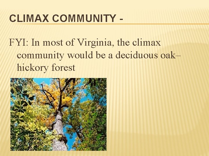 CLIMAX COMMUNITY FYI: In most of Virginia, the climax community would be a deciduous
