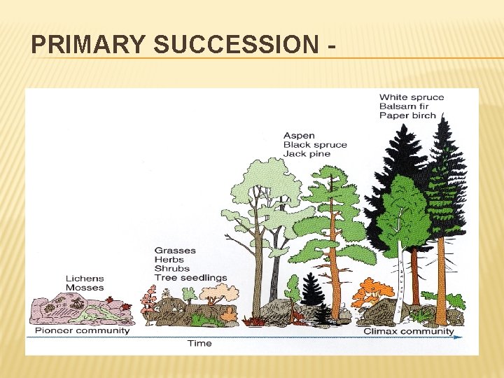 PRIMARY SUCCESSION - 