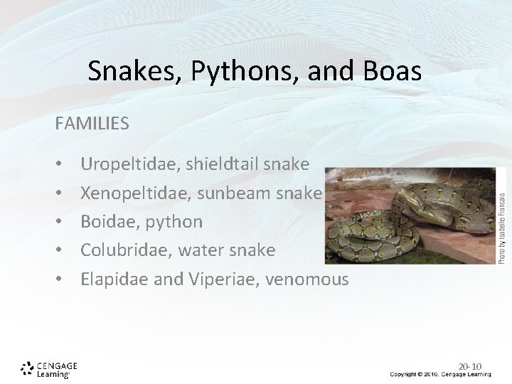 Snakes, Pythons, and Boas FAMILIES • • • Uropeltidae, shieldtail snake Xenopeltidae, sunbeam snake Snakes, Pythons, and Boas FAMILIES • • • Uropeltidae, shieldtail snake Xenopeltidae, sunbeam snake
