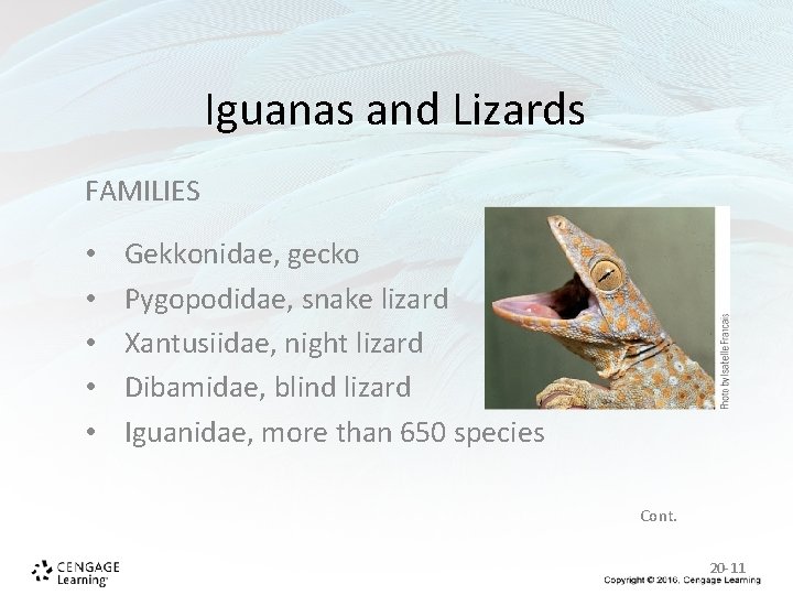 Iguanas and Lizards FAMILIES • • • Gekkonidae, gecko Pygopodidae, snake lizard Xantusiidae, night Iguanas and Lizards FAMILIES • • • Gekkonidae, gecko Pygopodidae, snake lizard Xantusiidae, night