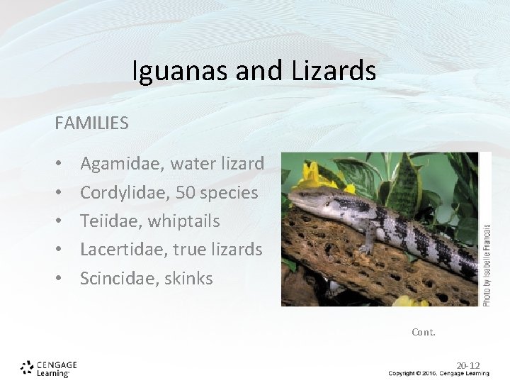 Iguanas and Lizards FAMILIES • • • Agamidae, water lizard Cordylidae, 50 species Teiidae, Iguanas and Lizards FAMILIES • • • Agamidae, water lizard Cordylidae, 50 species Teiidae,