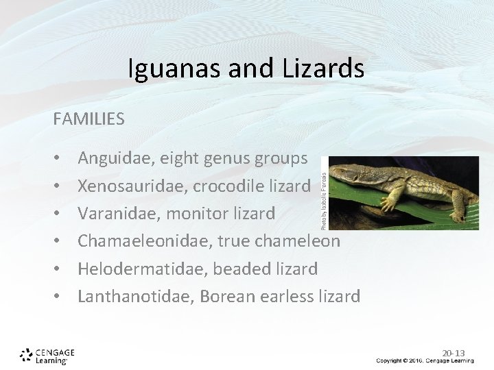 Iguanas and Lizards FAMILIES • • • Anguidae, eight genus groups Xenosauridae, crocodile lizard Iguanas and Lizards FAMILIES • • • Anguidae, eight genus groups Xenosauridae, crocodile lizard