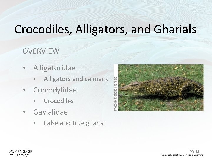 Crocodiles, Alligators, and Gharials OVERVIEW • Alligatoridae • Alligators and caimans • Crocodylidae • Crocodiles, Alligators, and Gharials OVERVIEW • Alligatoridae • Alligators and caimans • Crocodylidae •