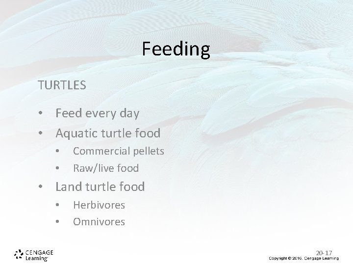 Feeding TURTLES • Feed every day • Aquatic turtle food • • Commercial pellets Feeding TURTLES • Feed every day • Aquatic turtle food • • Commercial pellets