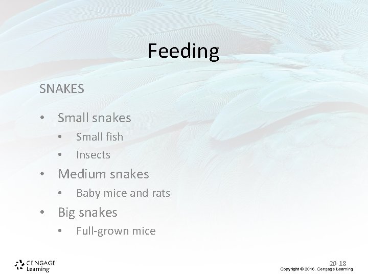 Feeding SNAKES • Small snakes • • Small fish Insects • Medium snakes • Feeding SNAKES • Small snakes • • Small fish Insects • Medium snakes •