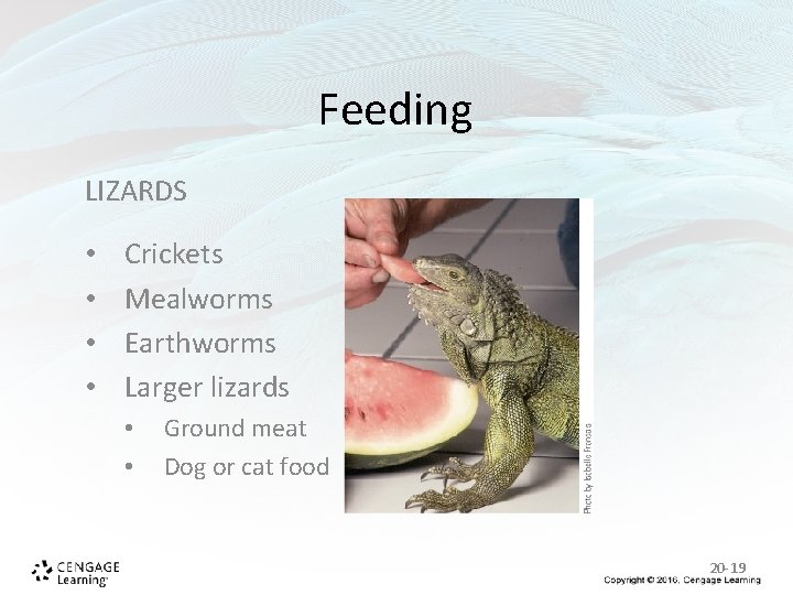 Feeding LIZARDS • • Crickets Mealworms Earthworms Larger lizards • • Ground meat Dog Feeding LIZARDS • • Crickets Mealworms Earthworms Larger lizards • • Ground meat Dog