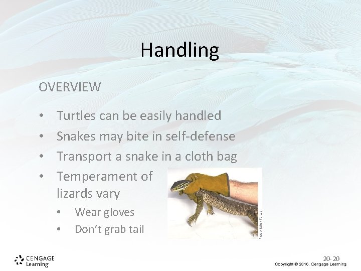 Handling OVERVIEW • • Turtles can be easily handled Snakes may bite in self-defense Handling OVERVIEW • • Turtles can be easily handled Snakes may bite in self-defense