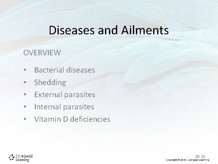 Diseases and Ailments OVERVIEW • • • Bacterial diseases Shedding External parasites Internal parasites Diseases and Ailments OVERVIEW • • • Bacterial diseases Shedding External parasites Internal parasites