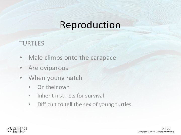 Reproduction TURTLES • Male climbs onto the carapace • Are oviparous • When young Reproduction TURTLES • Male climbs onto the carapace • Are oviparous • When young