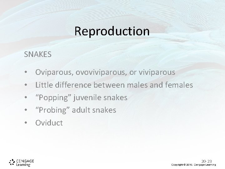 Reproduction SNAKES • • • Oviparous, ovoviviparous, or viviparous Little difference between males and Reproduction SNAKES • • • Oviparous, ovoviviparous, or viviparous Little difference between males and