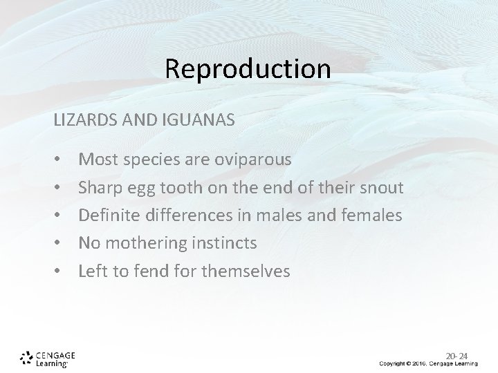Reproduction LIZARDS AND IGUANAS • • • Most species are oviparous Sharp egg tooth Reproduction LIZARDS AND IGUANAS • • • Most species are oviparous Sharp egg tooth