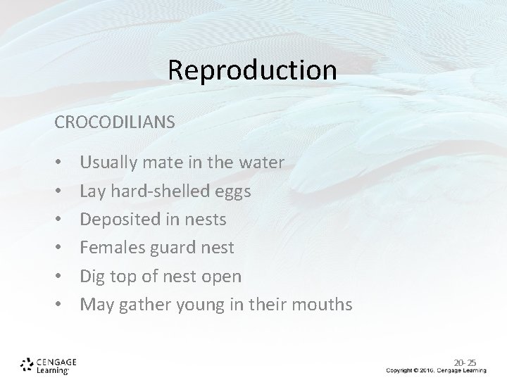 Reproduction CROCODILIANS • • • Usually mate in the water Lay hard-shelled eggs Deposited Reproduction CROCODILIANS • • • Usually mate in the water Lay hard-shelled eggs Deposited
